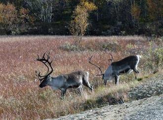 Lappland