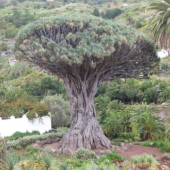 Drachenbaum in Icod los Vinos