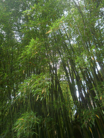 Bambousserie bei Anduze