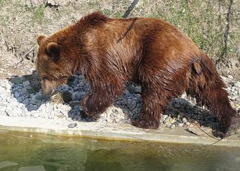 Finn ist der Vater des Nachwuchses im Brenpark in Bern