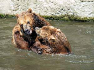 Bren im Tierpark Hagenbeck