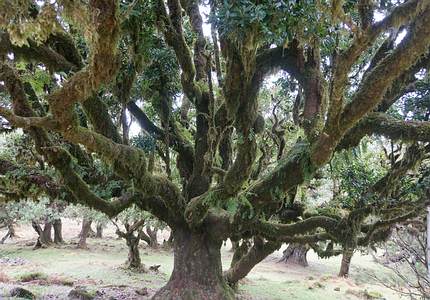 Wanderung am Fu&szlig;e des Berg Fanals vorbei an Lorbeerb&auml;umen hin zu Madeiras letztem Kratersee.