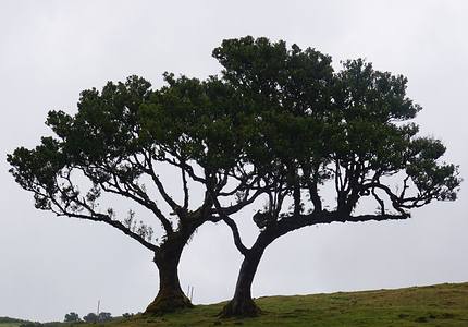 Wanderung am Fu&szlig;e des Berg Fanals vorbei an Lorbeerb&auml;umen hin zu Madeiras letztem Kratersee.