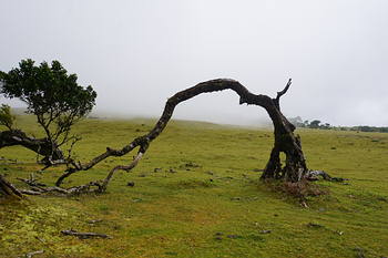Wanderung am Fu&szlig;e des Berg Fanals vorbei an Lorbeerb&auml;umen hin zu Madeiras letztem Kratersee.