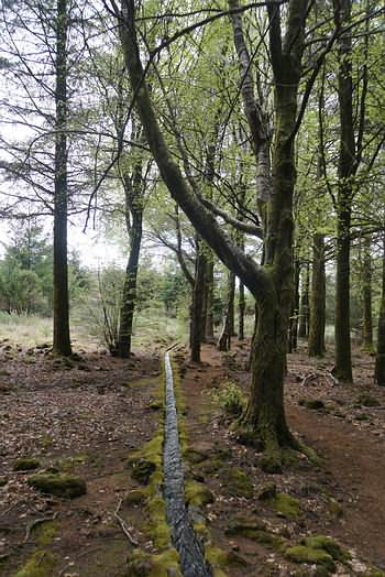 Kurze Levadawanderung zum Pico Ruivo do Pa&uacute;l