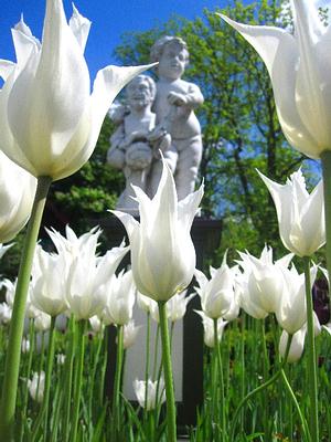 Tulpen im Stockholmer Skansen