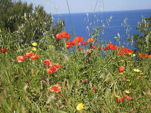 Natur pur auf Korsika