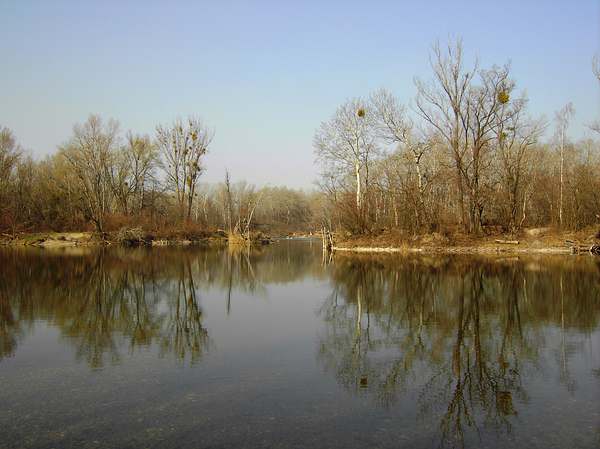 Lobau